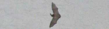 Townsend's bat emerges from a building on Santa Cruz Island - NPS PHOTO